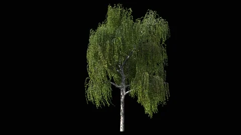 Birch tree isolated on black with alpha matte, beautiful Stock Footage 148051066