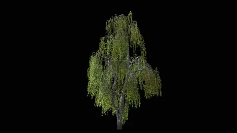 Birch tree isolated on black with alpha matte, light wind blowing Stock Footage 148051067