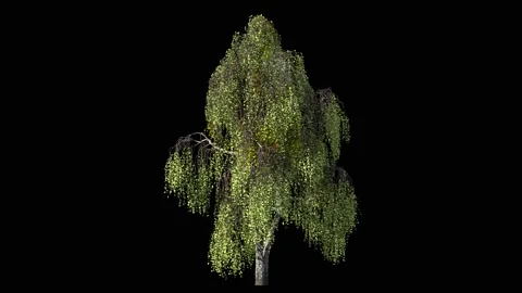 Birch tree isolated on black with alpha matte Stock Footage 148111510