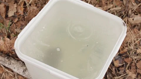 Birch tree juice drips Stock Footage 76969061