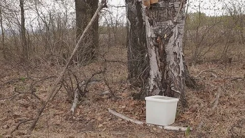 Birch tree juice drips Video stock 76969400