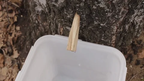 Birch tree juice drips Stock Footage 76969597