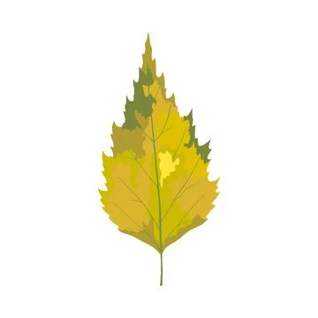 Birch Tree Leaf Stock Illustration