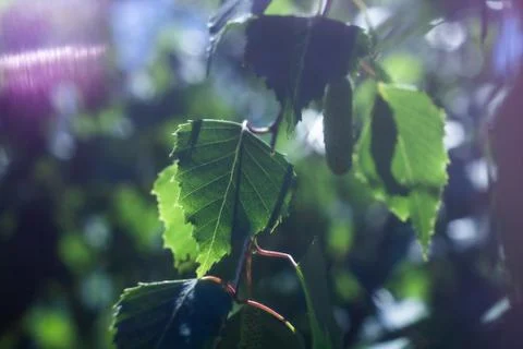 Birch tree leaf Photos