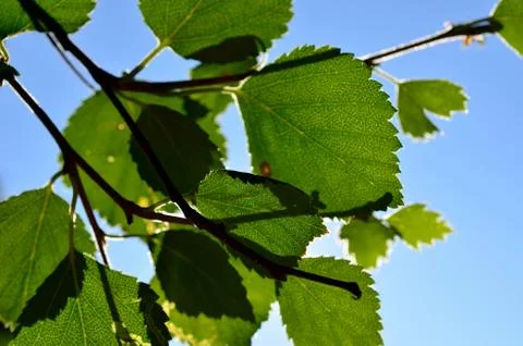 Birch tree leaf in summer sun macro photo Stock Photos