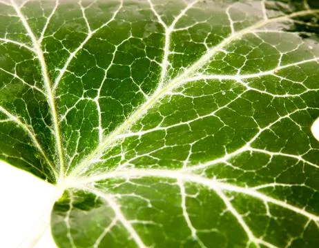 Birch tree leaf texture pattern green up close with water dew droplets Betula Stock Photos