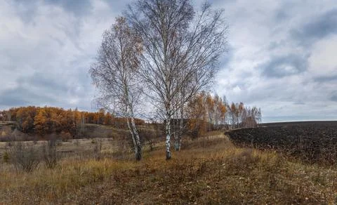 A birch tree with leafless leaves on the edge of a field plowed for winter .. Stock-Fotos