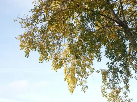 Birch tree leafs in the wind Stock Footage 342339448