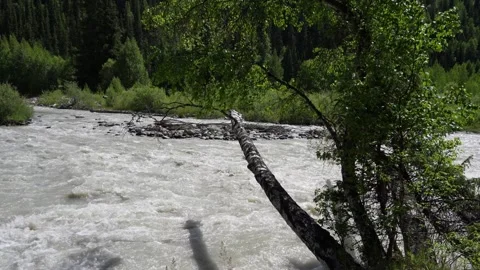Birch tree leaning over wild river in mountain forest Stock-Footage 313258324