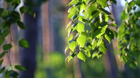 Birch Tree Leaves Backlit By Bright Summer Sunlight In Forest Stock Footage 343281694
