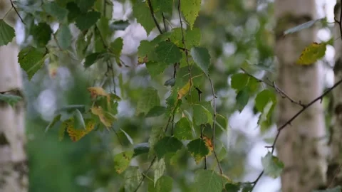 Birch tree leaves blowing in strong wind-29.97FPS Stock Footage 335168594