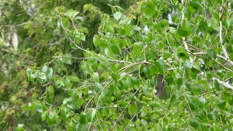 Birch tree leaves branches waving in wind saturated colors Stock Footage 107989840
