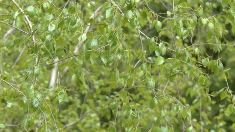 Birch tree leaves branches waving in wind Stock Footage 107989925
