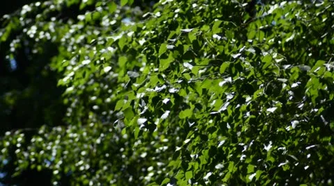 Birch Tree Leaves Close Up - Archival 2012 Nature Background Stock Footage 11297773