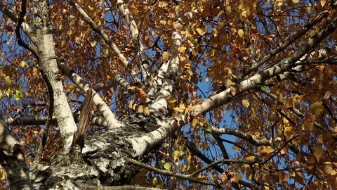 Birch tree leaves closeup Stock Footage 103952644