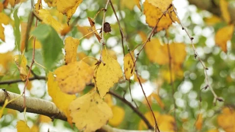Birch tree leaves in fall colors swaying in the breeze 库存影片 319167209