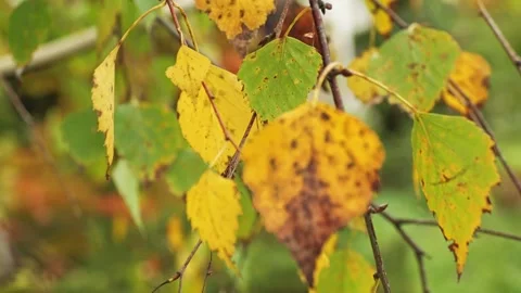 Birch tree leaves in fall colors swaying in the breeze Vidéo 319167714