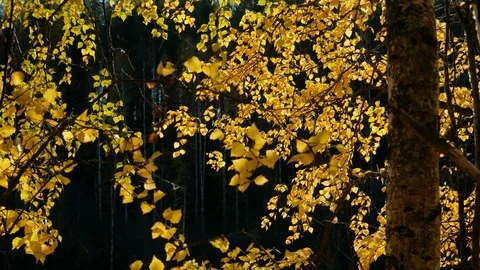 Birch tree leaves flutter in the wind Stock Footage 98361422