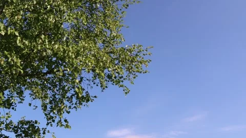 Birch tree leaves. Stock Footage 247738648