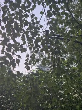 Birch tree leaves sky background Stock Photos