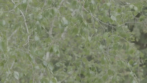 Birch tree leaves on spring branches Stock Footage 107989750