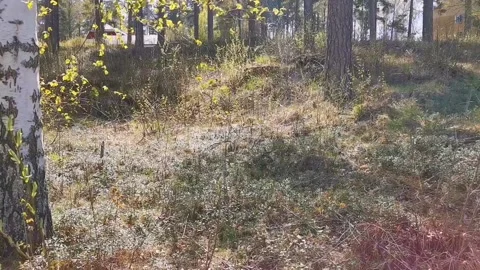 Birch tree leaves in Spring Stock-Footage 131831173