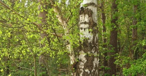 Birch Tree Leaves Swaying in Wind in Arkonski Forest Szczecin Stock Footage 333537784
