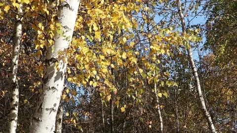 Birch tree leaves on the wind Stock Footage 104842557