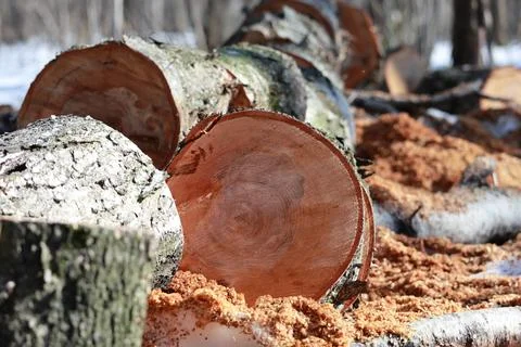 Birch tree log cross section and texture Stock Photos