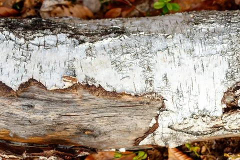 Birch tree log showing white peeling bark texture Stock Photos