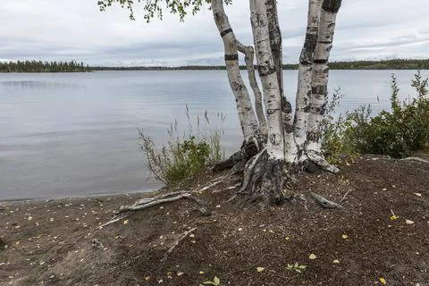 Birch Tree on Long Lake Stock Photos