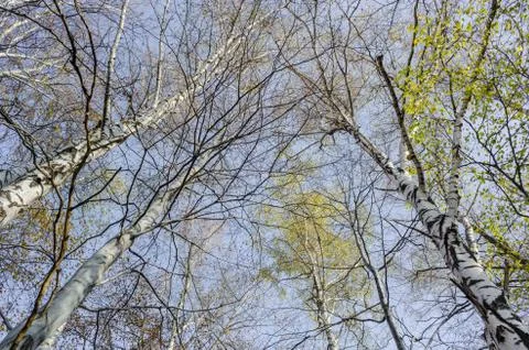 Birch tree - low angle view. Stock Photos