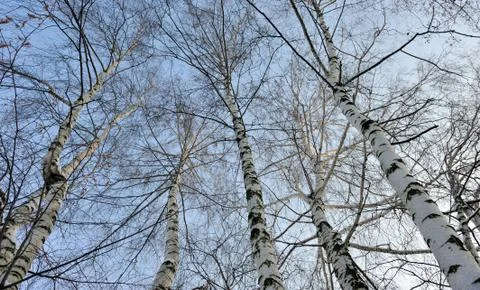 Birch tree - low angle view. Stock Photos