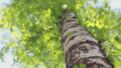 Birch tree macro shooting FullHD ProRes 422 HQ Stock Footage 129994747