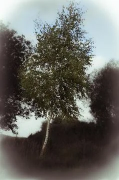 Birch tree in a meadowa toned. Stock Photos
