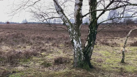 Birch tree in the middle of a wide open winter Heather field Stock Footage 217702926