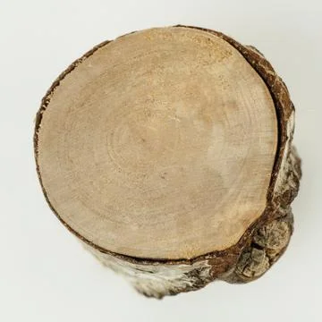 BIRCH TREE MINIATURE Stock Photos