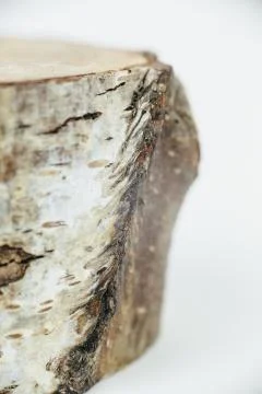 BIRCH TREE MINIATURE Stock Photos