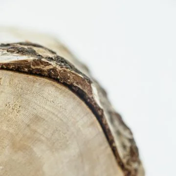 BIRCH TREE MINIATURE Stock Photos