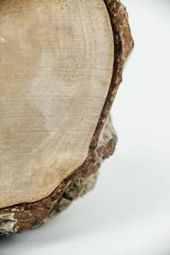 BIRCH TREE MINIATURE Stock Photos