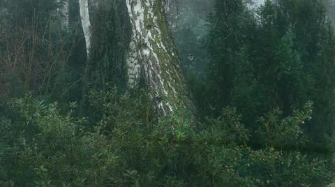 A birch tree in the misty forest and red berries Stock Photos