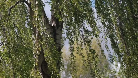 Birch tree moves in the wind Stock Footage 154554911