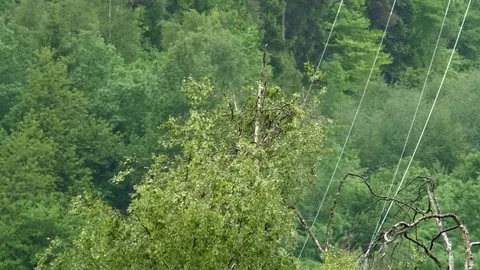 Birch tree moving in the wind on a rainy day, power lines, trees, forest Video stock 76783559