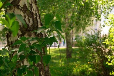 Birch, tree, nature, Wallpapers, background, greens, city, Park Stock Photos