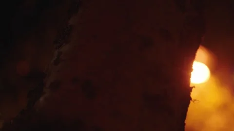 Birch tree at night in front of warm streetlamp - four clip video bundle 스톡 동영상 246393194