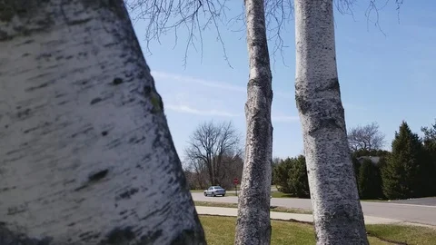 Birch Tree Number 2 Stock Footage 94433558
