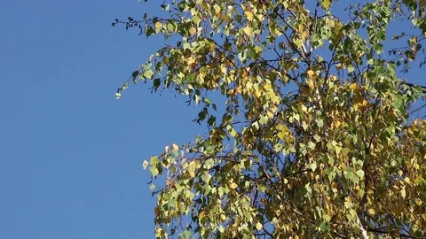 Birch tree over a blue sky Stock Footage 103883835