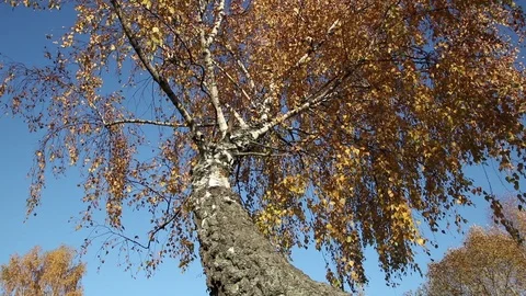 Birch tree over blue sky view Stock Footage 103951969