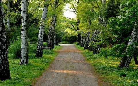 Birch Tree Path in Lush Green Park Forest Stock Photos