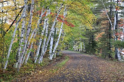 Birch Tree Path Foto stock